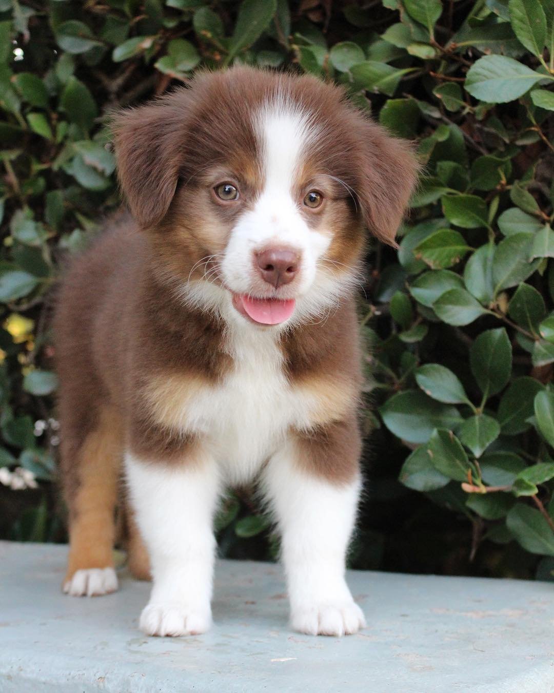 Majestic Australian Shepherd – Licensed Australian Shepherd Breeders