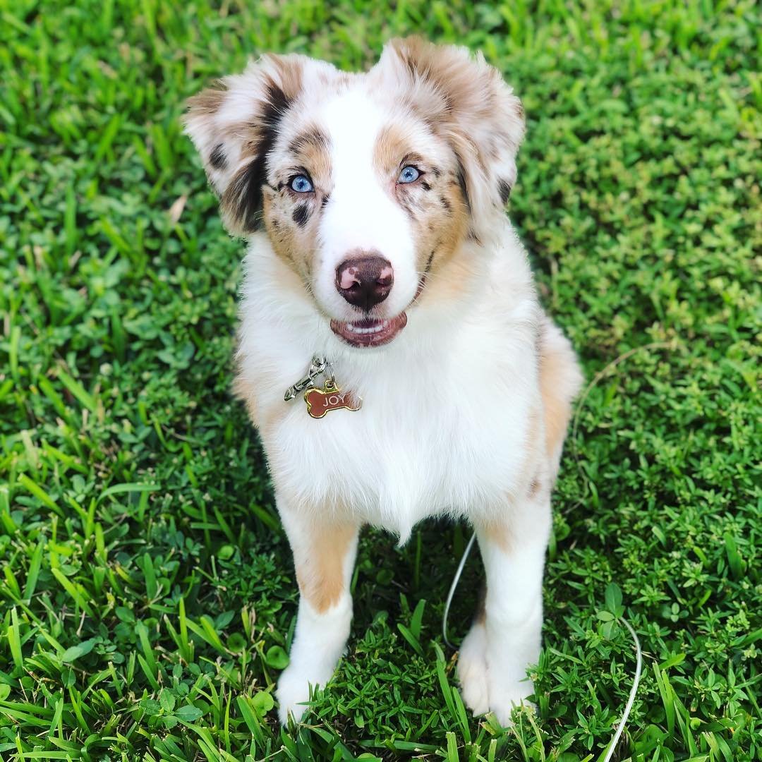 Available Puppies – Majestic Australian Shepherd